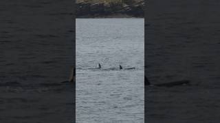 Orca in Orkney scotland orca killerwhales orkney [upl. by Letnohs]