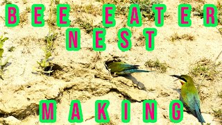 Bee eater nest digging II Beautiful bird making nest in soil II Bee eater making home II 4K VIDEO [upl. by Names]