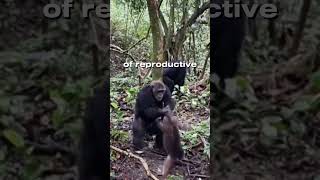 Chimpanzees massacres monkey for no reason wildlife animals animalshorts tiktok animalfacts [upl. by Atse923]