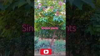 Sindoor plant shortsgardening viralshortshrtsfeedtrending shortvideosytshort youtubeshorts [upl. by Mharba]