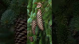 pine cones help to predict weather factspinetreespineconeshumidity levels [upl. by Backer949]