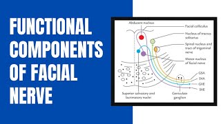 Functional components of Facial Nerve [upl. by Woodruff]