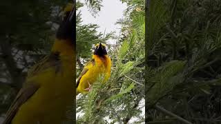 Spekes weaver birds Ploceus spekei on branch traveldocumentary discoverkenya kenyanphotography [upl. by Seena]