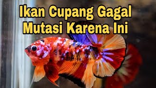 4 Penghambat Mutasi ikan Cupang Kalian Di Rumah [upl. by Nissa982]