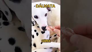 Dálmata 🐕 [upl. by Hulbig]