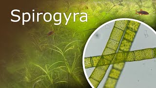 Aquarium Under a Microscope Spirogyra [upl. by Andriette]