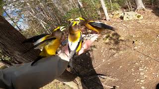 Evening Grosbeak Frenzy [upl. by Brigid]