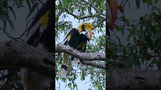 Hornbills Secret to a PERFECT Afternoon [upl. by Monteith]