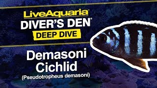 LiveAquaria® Diver’s Den® Deep Dive Demasoni Cichlid Pseudotropheus demasoni [upl. by Mariska]