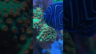 WWC Jingle bells cyphastrea coral 🪸 [upl. by Farland]