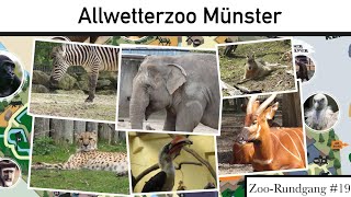 Allwetterzoo Münster 2022  ZooRundgang 19 [upl. by Nylecsoj]