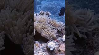 Hectic current tossing little anemone clownfish around divingmauritius discoverscuba scubadiving [upl. by Lillie]