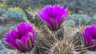 AZ Plant Reviews Hedgehog Cactus Echinocereus engelmannii [upl. by Saltzman]