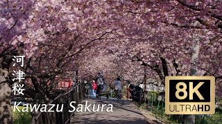 Kawazu Sakura Cherry blossom 2021  Shizuoka  河津  8K [upl. by Assilav527]