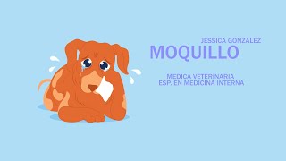 Moquillo en Perros Síntomas Prevención y Tratamiento [upl. by Elmo]