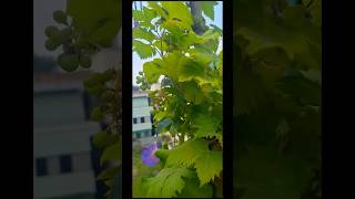 Grapes are growing again grape grapetree grapevine grapeharvest garden satisfying shorts [upl. by Fahland148]