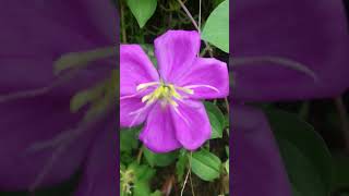 spanishshawlrudraglorybushplant heterotisrotundifolia pinklady rockrose melastomataceae [upl. by Ahsaz]