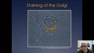 Molecular Cell Biology Lecture 18 Part B Vesicle Trafficking [upl. by Gretel]