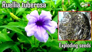 Ruellia tuberosa  cracker plant  popping pod  bd exclusive news [upl. by Elyssa911]