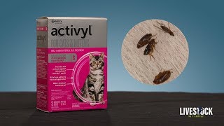 Activyl Flea Treatment for Cats [upl. by Nolek773]