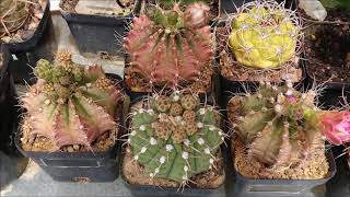 Cactus Collection  Spring Tour 2017 [upl. by Anawal178]