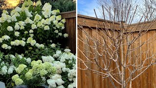 How I Prune My Hydrangea Trees Limelight and Vanilla Strawberry  Late April 2023 [upl. by Avelin]