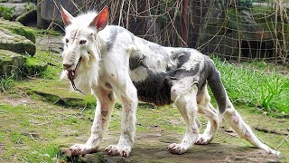 Top 3 Most Bizarre Animals On Earth THESIMPSOMS6540 [upl. by Bettina835]