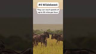 Top 5 fastest land animals in the world shorts trending [upl. by Obnukotalo560]