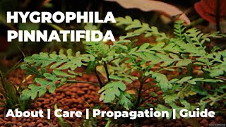 Hygrophila Pinnatifida Guide  Care  Propagation  Plant for Aquarium [upl. by Etteyniv932]