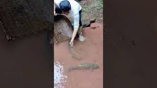 The process of catching grass carp in streams [upl. by Esinad]