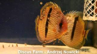 S Discus Heckel F1 Breeding in Farm  Andrzej Nowicki wwwsuperdiscuspl discus Poland [upl. by Allerie105]