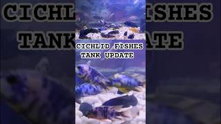 CICHLID FISHES TANK UPDATEcichlidaquariumcichlidfishaquariumfishpetfishaquaticcreaturespet [upl. by Hump]