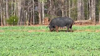 Mulefoot pigs on Spring pastures [upl. by Ginger]