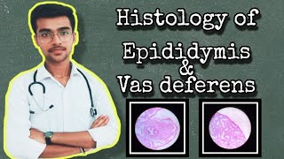 2 Histology of epididymis amp vas deferens  short notes  by Aniket tyagi [upl. by Shapiro489]