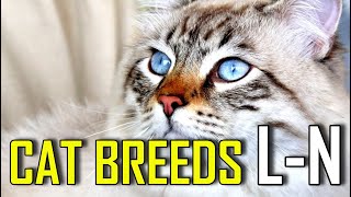 CAT BREEDS  List of cat breeds that start with L  N [upl. by Imalda]