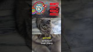 Persian cat attraction pact facts animal pets cat catlover catvideos persian [upl. by Ecirahs364]