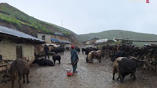 Beautiful Nepali Himalayan Yak Shepherd Lifestyle  Dolpal Nepal  Simple The Best Himalayan Village [upl. by Eberly]