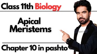 Apical Meristems Structure Size amp Shape  Class 11th Biology [upl. by Ian]