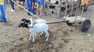 feira de Caprino e 🐑CachoeirinhaPe 08022024 nordeste agro [upl. by Turne]