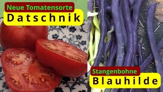 NeueTomatesorte Datschnik amp Stangenbohne Blauhilde [upl. by Prent]