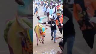 Hori habba deepavali vishesha hori abimanahalli kalelikeandsubscribe kannnadavlog [upl. by Ivanah]