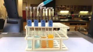 Starch digestion experiment with Benedicts reagent [upl. by Moretta]