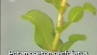 clasping leaf pondweed Potamogeton perfoliatus [upl. by Ayihsa]