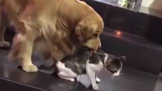 Dog prevents cat fight [upl. by Dolhenty729]