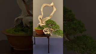 Bonsai trees at a show spain bonsai tree bonsaitree [upl. by Rabelais]