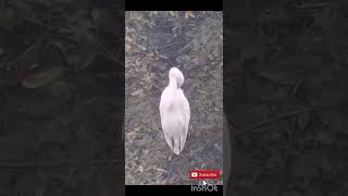 Great white egret  Dinton pastures birdwatch birdwatchersparadise birdwatching [upl. by Durgy]