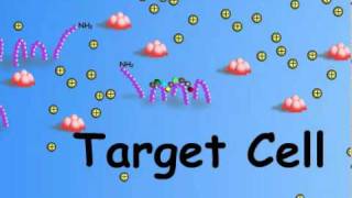 1 Overview of Hormone  Target Cell Interactions [upl. by Montanez]