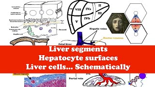 Liver Anatomy The hepatic acinus Hepatocyte surfaces Liver cells Bile Ducts and Ductules [upl. by Llenaj]