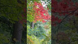 The Magic of Autumn in Crothers Woods [upl. by Ettesus581]