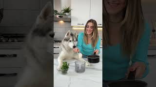 Come PREPARARE il DENTIFRICIO per CANI🐶🪥🧼 cane cani dog tutorial [upl. by Haeluj808]